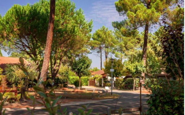 Allée bordée de pins dans le parc